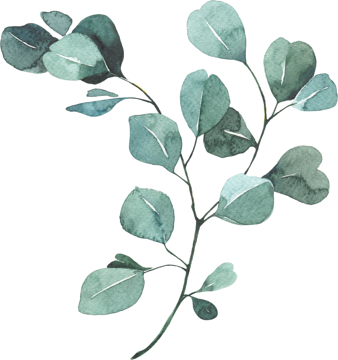 Watercolor Eucalyptus Leaves Illustration